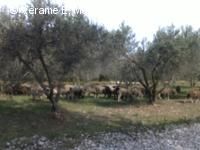 Pâturage ovin dans des oliveraies du Parc Naturel Régional des Alpilles
